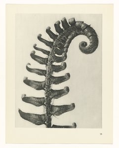 Plantstudie Urformen der Kunst (serietitel) door Karl Blossfeldt