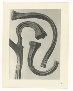 Plantstudie Urformen der Kunst (serietitel)