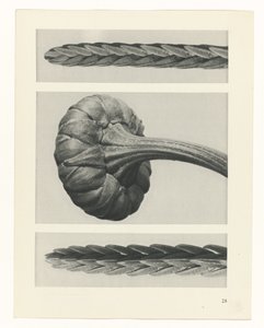Plantstudie Urformen der Kunst (serietitel) door Karl Blossfeldt