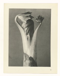 Plantstudie Urformen der Kunst (serietitel)