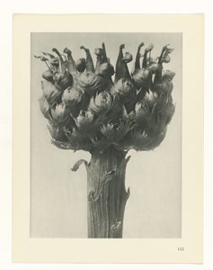Plantstudie Urformen der Kunst (serietitel)