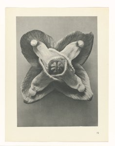Plantstudie Urformen der Kunst (serietitel) door Karl Blossfeldt