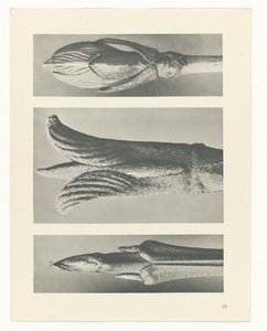 Plantstudie Urformen der Kunst (serietitel) door Karl Blossfeldt