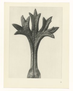 Plantstudie Urformen der Kunst (serietitel)