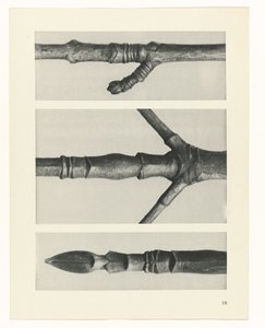 Plantstudie Urformen der Kunst (serietitel)