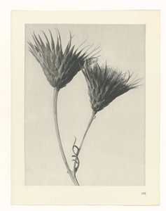 Plantstudie Urformen der Kunst (serietitel) door Karl Blossfeldt