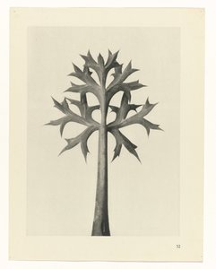 Plantstudie Urformen der Kunst (serietitel) door Karl Blossfeldt
