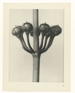 Plantstudie (Urformen der Kunst) door Karl Blossfeldt