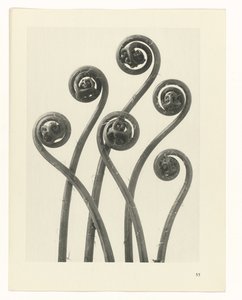 Plantstudie (Urformen der Kunst)