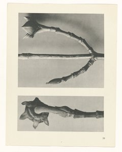 Plantstudie (Urformen der Kunst)