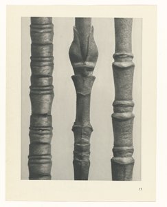 Plantstudie (Urformen der Kunst) door Karl Blossfeldt