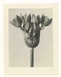 Plantstudie (Urformen der Kunst)