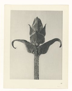 Plantstudie (Urformen der Kunst)