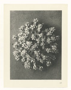 Plantstudie (Urformen der Kunst) door Karl Blossfeldt