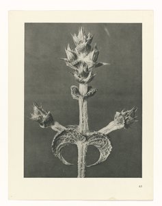 Plantstudie (Urformen der Kunst)