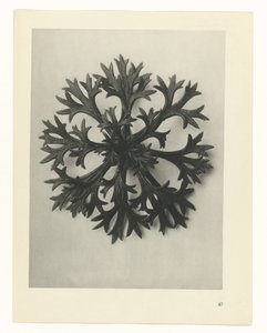 Plantstudie (Urformen der Kunst)