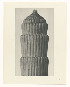 Plantstudie, Equisetum hiemale Urformen der Kunst (serietitel) door Karl Blossfeldt