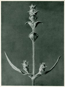 Salvia, 1929 door Karl Blossfeldt