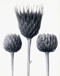 Serratula Nudicaulis (Kale Stengelzaagblad), c.1928