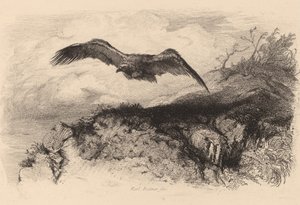 Adelaar in vlucht door Karl Bodmer