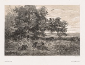 Dieren en Landschap naar de Natuur: Wild Zwijn in een Vijver door Karl Bodmer