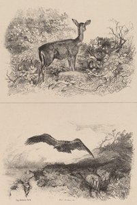 Hert, Adelaar door Karl Bodmer