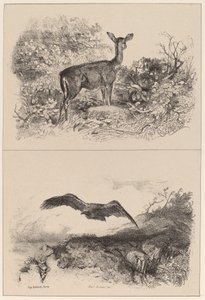 Hert, adelaar door Karl Bodmer