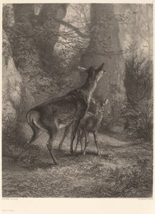 Hert en Hertenkalf door Karl Bodmer