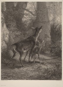  door Karl Bodmer