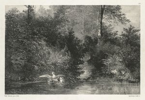 Eenden (Canards) door Karl Bodmer