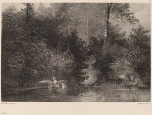 Eenden door Karl Bodmer