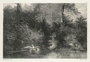 Eenden door Karl Bodmer