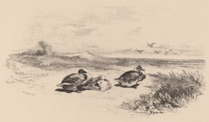Wilde Eenden door Karl Bodmer