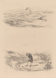 Zwaan, reiger