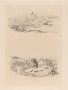 Zwaan, reiger
