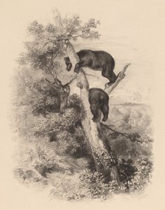 Twee beren door Karl Bodmer