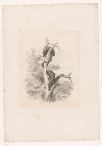 Drie beren in een boom door Karl Bodmer