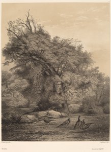 Fazanten door Karl Bodmer