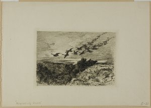 Vliegende ganzen door Karl Bodmer