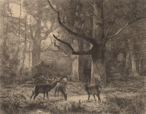 Forêt de Fontainebleau