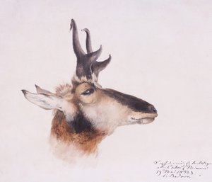Hoofd van een Antilope