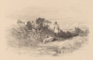 Reigers door Karl Bodmer