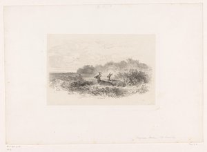 Landschap met twee witstaartherten