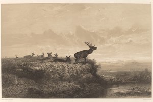 De Ochtend. Hert en Hinden door Karl Bodmer