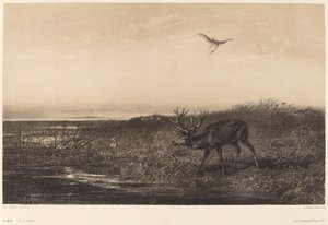 De Avond. Hert en Reigers door Karl Bodmer