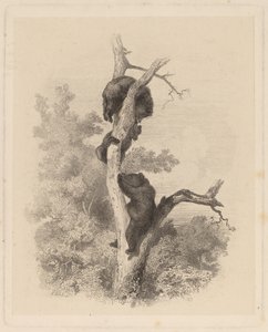 Les Ours (De beren) door Karl Bodmer