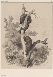 De beren door Karl Bodmer