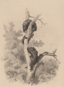 De beren door Karl Bodmer