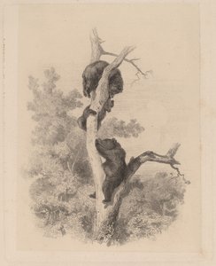 De Beren door Karl Bodmer