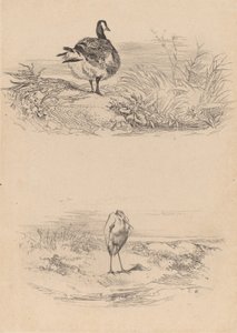 Gans, Reiger door Karl Bodmer